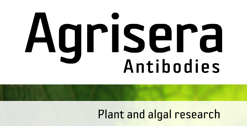 Agrisera MicroRNA相關(guān)研究植物蛋白抗體火熱促銷中！